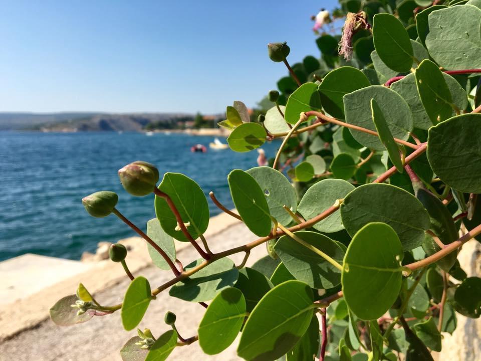 Apartman Mare Maslenica Dış mekan fotoğraf